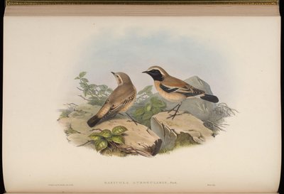 Saxicola atrogularis = Oenanthe deserti alkotó: John Gould